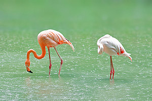 rosa Flamingos © Ivan Kmit - Dreamstime.com