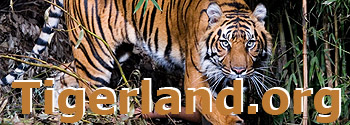 tigerland