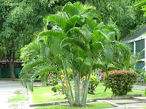 http://www.tropical-travel.de/tropical-palms/assets/images/300DypsisLutescens.jpg