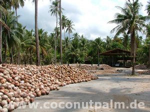 Kokosnussgroßlager