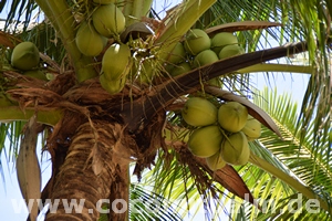 Die Kokospalme