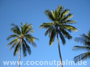 Kokosnussreisen