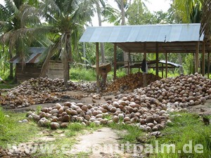 Kokosnusslager beim Bauern
