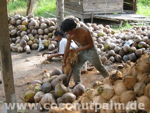 Kokosnussernte