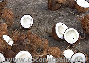alte offene Kokosnüsse