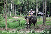 Elephant trecking on Koh Chang