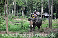 Elephant trecking on Koh Chang Elephant trecking on Koh Chang