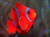 dive Thailand © Andy Chia - Dreamstime.com