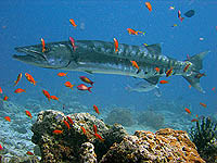 dive Thailand © Tatiana Belova - Dreamstime.com