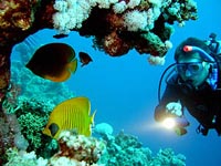 dive Thailand © Frhojdysz - Dreamstime.com