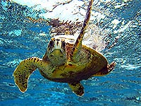 dive Thailand © Mikhail Matsonashvili - Dreamstime.com