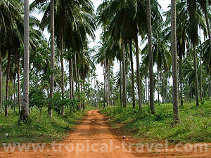 Koh Mak