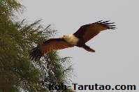 Tarutao