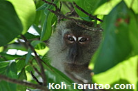 Koh Tong