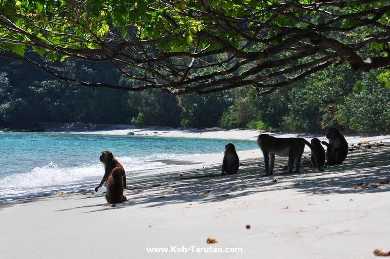 Koh Tong