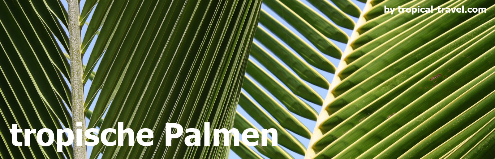 Palmen