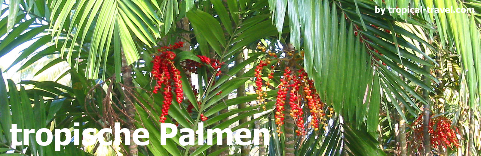 Palmen