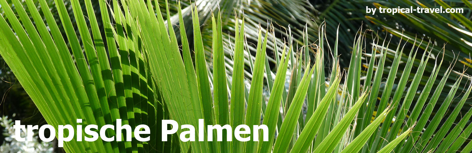 Palmen