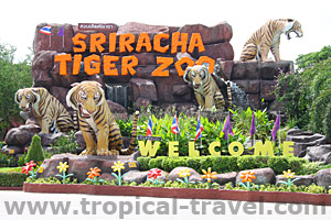 Pattaya Tigerzoo