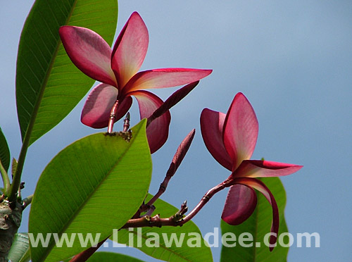 Plumeria