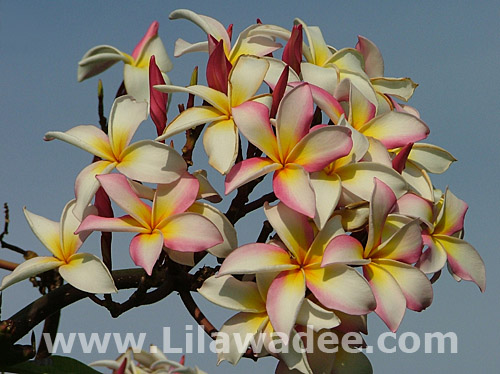 Plumeria