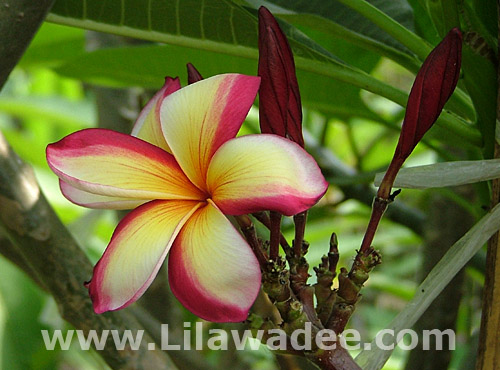 Plumeria