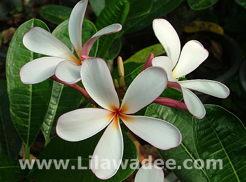 Plumeria