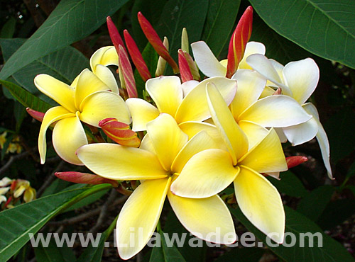 Plumeria