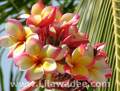 Plumeria