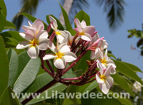 Plumeria