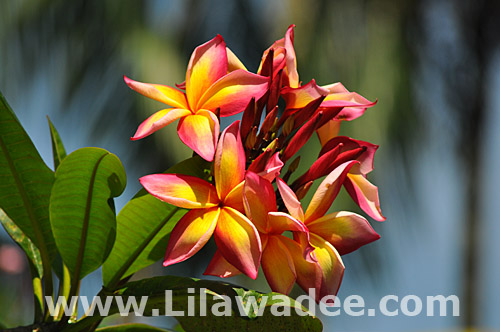 Plumeria