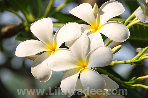 Plumeria