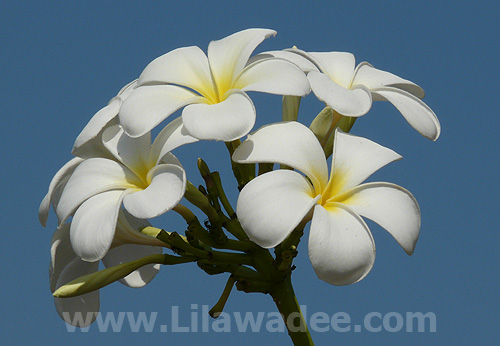 Plumeria