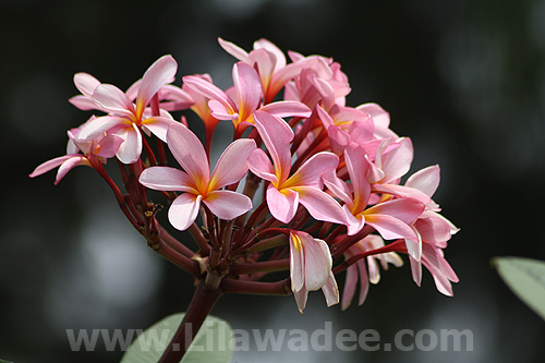 Plumeria