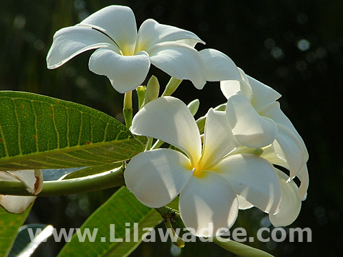 Plumeria