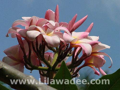 Plumeria