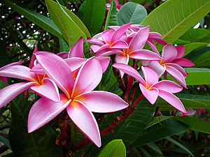 Hawaii Blüte