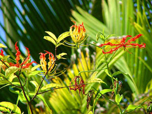 Polynesien