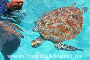 schnorcheln Pulau Redang schnorcheln Pulau Redang