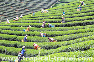 Chiang Rai, Thailand - tropical-travel.com