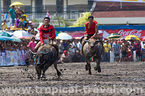 Buffalo race; © Thor Jorgen Udvang | Dreamstime.com