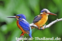 Kingfisher © panuruangjan - 123RF.com