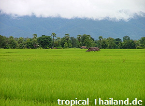 Thailand - tropical-travel.com