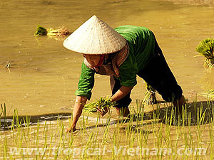 Vietnam Reisfeld