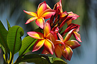 Dom Rep - © tropical-travel.com Dom Rep - © tropical-travel.com
