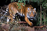 Myanmar Tiger