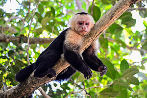 Kapuziner Affe, Costa Rica © Oliver Nowak | 123RF.com Kapuziner Affe, Costa Rica © Oliver Nowak | 123RF.com