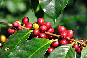 Kaffee aus Costa Rica © Sirichai Manmok | 123RF.com Kaffee aus Costa Rica © Sirichai Manmok | 123RF.com