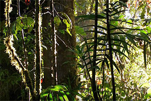 Monteverde, Costa Rica