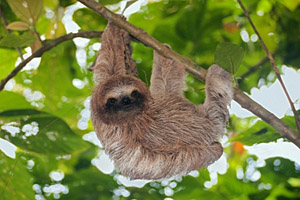 Dreizehiges Faultier, Costa Rica © vilainecrevette | 123RF.com Dreizehiges Faultier, Costa Rica © vilainecrevette | 123RF.com